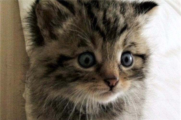 Wildkatzenbaby
