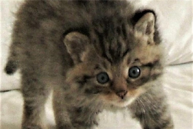 Wildkatzenbaby