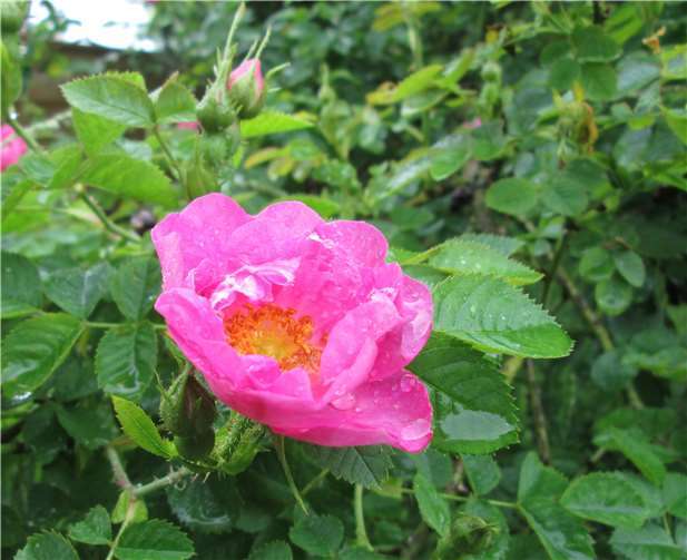 Wildrose im Schaugarten Berkum.Foto: privat