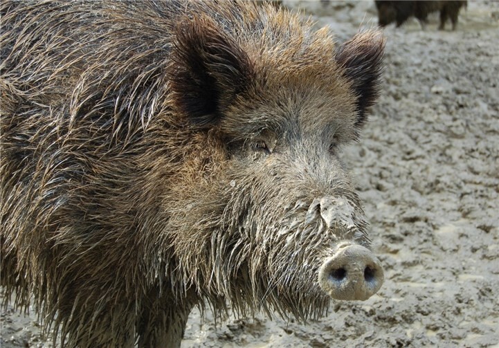 Wildschweine sind selten alleine unterwegs. privat.