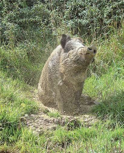 Wildschweine suchen oft nach schlammigen Pfützen, um den heißen Temperaturen zu entgehen.PS