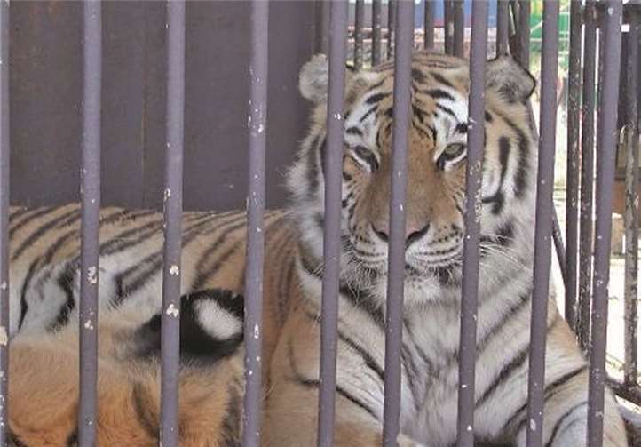 Wildtiere in Gefangenschaft leiden unter Dauerstress und sind auch für den Menschen riskant. Deshalb soll ein Wildtierverbot in Zirkussen auch endlich in Deutschland durchgesetzt werden. privat