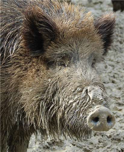 Wildtiere sind im Herbst besonders stark in Bewegung. Foto: Antje Firmenich