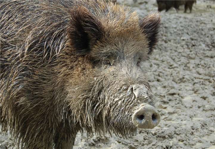 Wildtiere wechseln zur Nahrungssuche gerne ihren Standort, daher Achtung bei der Autofahrt in der Dämmerung. Foto: Antje Firmenich