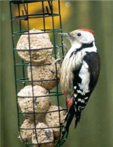 Wildvogelhilfe soll gelernt sein- Hilfe bietet der neue Flyer des Tierschutzes Siebengebirge.Foto: Tierschutz Siebengebirge