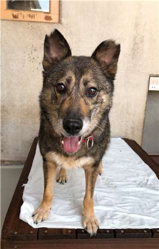 Willi ist ein ruhiger Vertreter.Fotos: Tierheim Andernach
