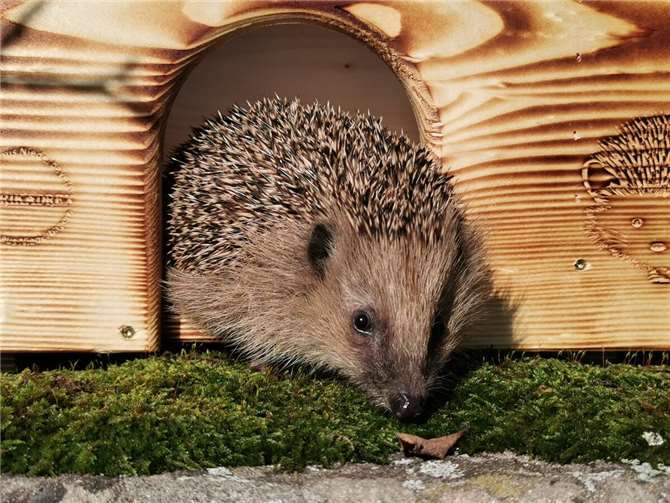 Willkommen im neuen Heim: Igel profitieren von der NABU-Aktion in Koblenz. Foto: Roger Cornitzius