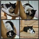 Wilma (ab dem 08.08. in Lahnstein). September 2023 geboren, kommt von der Koblen...