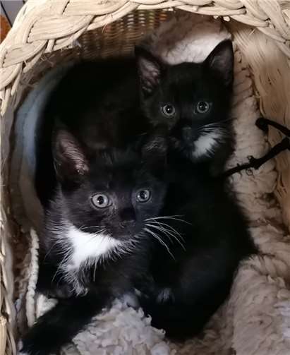 Wilma und Mimi suchen ein schönes Zuhause. Foto: privat