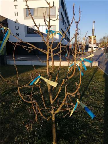 Wimpel in den Nationalfarben der Ukraine schmücken die Apfelbäume vor dem Rathaus.