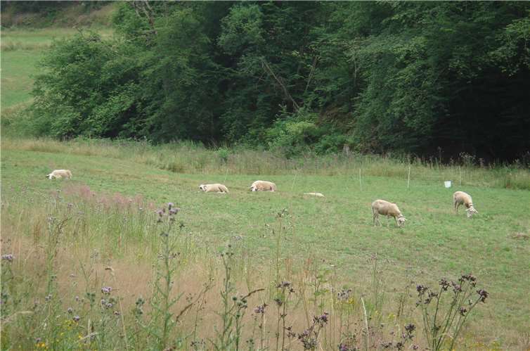 Winfried Sander: „Bald bekommen die Schafe Gesellschaft von Obstbäumen“. Foto: privat
