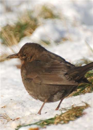 Winter-Amsel im Schnee. Antje Firmenich