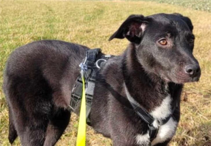 „Wir sind froh, dass Amy schnell gefunden wurde und keine Verletzungen davongetragen hat“, so ein Vertreter des Vereins.  Foto: privat