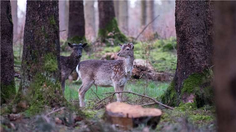 Wird zukünftig nur noch in wenigen Gebieten „geduldet“ und soll ansonsten ausgerottet werden: Das Damwild.  Foto: Kapuhs/DJV