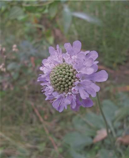 Witwenblume (Knautie).privat