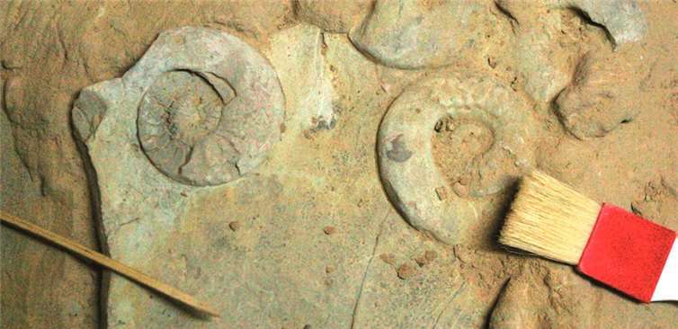 Wo einst Dinosaurier durch das Land zogen, graben heute Wissenschaftler nach den Überresten der riesigen Säugetiere. privat