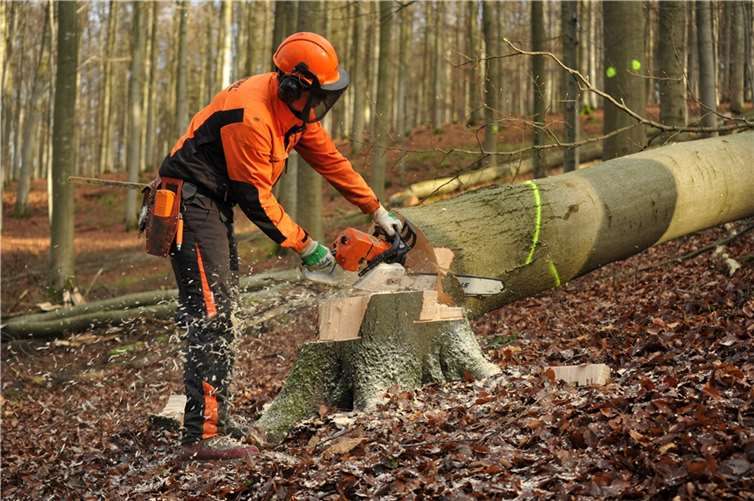 Wo nach der Holzernte mehr Licht auf den Boden fällt, können im nächsten Frühling tausende Bucheckern des Herbstes keimen. So entstehen strukturreiche Wälder.  Foto: Landesforsten.RLP.de/Titzja Schmidt