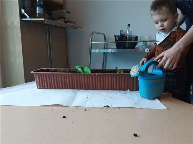 Woche für Woche konnten die Kinder beobachten, wie die Pflanzen in die Höhe wuchsen. Fotos: Haus für Kinder Vallendar