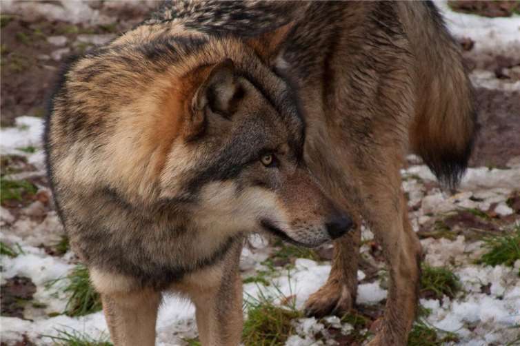Wölfe sind wichtiger Bestandteil eines gesunden heimischen Ökosystems. Sie galten hierzulande 150 Jahre als ausgerottet. Mittlerweile gibt es wieder über 200 Wolfsrudel in Deutschland – ein großer Erfolg für den Artenschutz.Copyright: Maja Masanneck