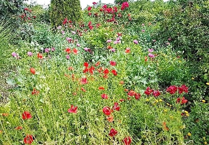 Wohlfühloasen für Insekten sollen entstehen.Foto: Stadtverwaltung