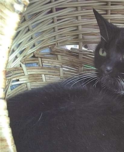 Wohnungskatze Mamsellchen sucht neues Zuhause.privat