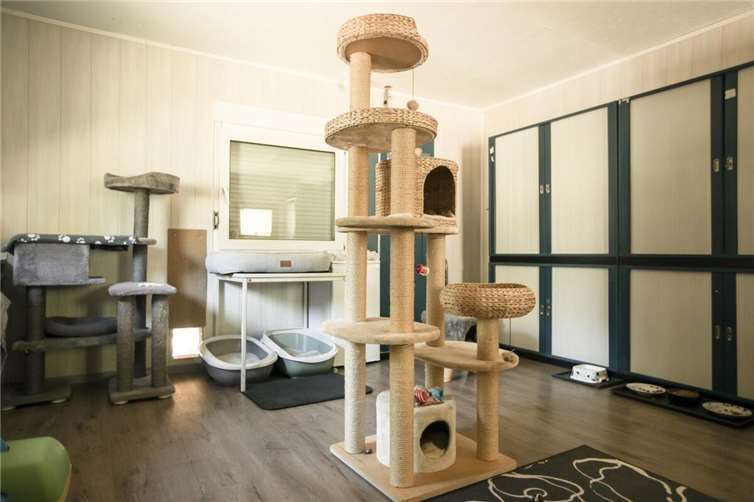 Wohnzimmer des Katzenhauses.