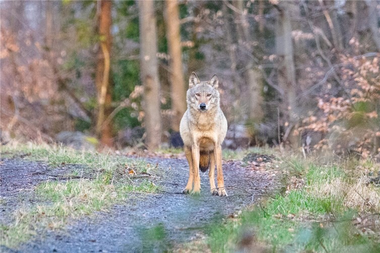 Wolf (Canis lupus) im Oberwesterwald.
