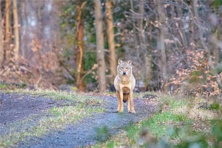 Wolf im Westerwald.  Foto: Markus Dübbert