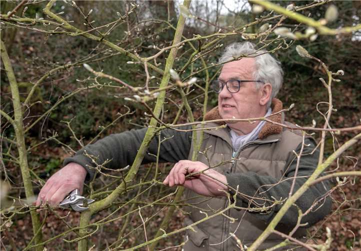 Wolfgang Geller weiß, was im Vorfrühling, der fünften Jahreszeit im Garten, zu tun ist: Sträucher und Obstgehölze müssen ebenso wie Stauden beschnitten werden. Foto: -JOST-