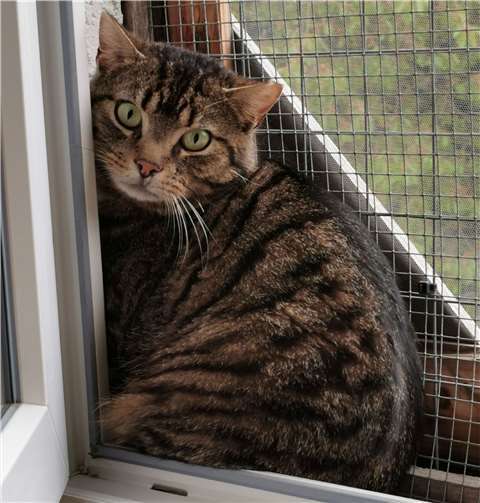 Wolfgang sucht ein Zuhause. Foto: privat