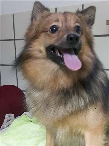 Wolfi möchte der einzige Prinz in seinem Zuhause sein. Foto: privat