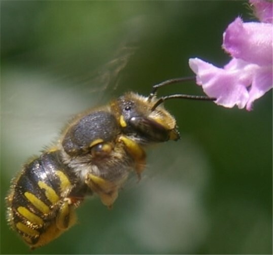 Wollbiene an Blüte des Echten Ziest. privat