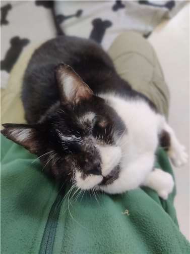 Woody  Fotos: Tierheim Andernach