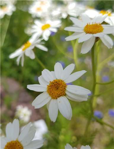 Wucherblume im Kalkschotterbeet.