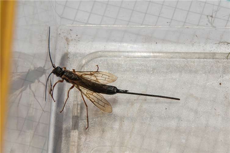 Xeris spectrum (schwarze Kiefernholzwespe).  Foto: Rea Brinkhoff