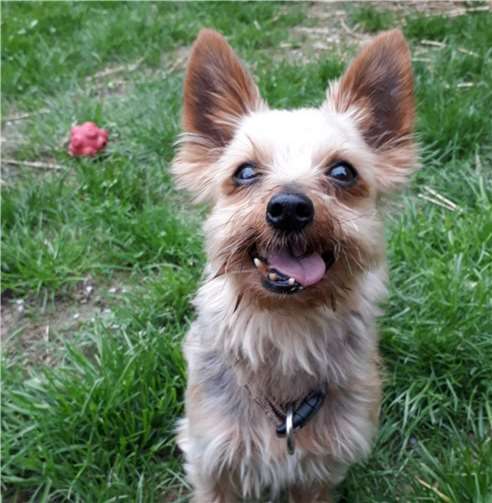 Yorkshire Terrier Schnuffi. Anja Hedden