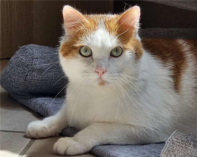 Yuki (Bad Hönningen). 