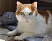 Yuki (Bad Hönningen). 