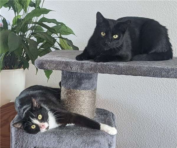 Yuki und Rocky suchen gemeinsames Zuhause.