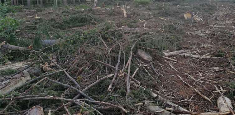 Zahlreiche Bäume fielen den heißen, trockenen Sommern und dem Borkenkäfer zum Opfer. Fotos: privat