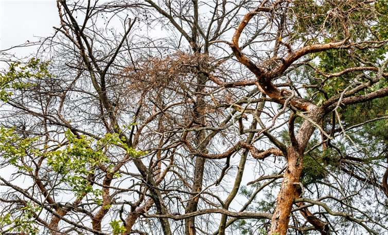 Zahlreiche Bäume, insbesondere Buchen, Birken und andere Laubbäume, haben tote Kronenäste oder sind durch die mehrjährige Dürre und Trockenheit abgestorben. Foto: Landesforsten.RLP.de / Jonathan Fieber