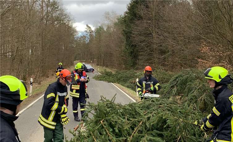 Zahlreiche Bäume konnten den Orkanböen nicht standhalten.