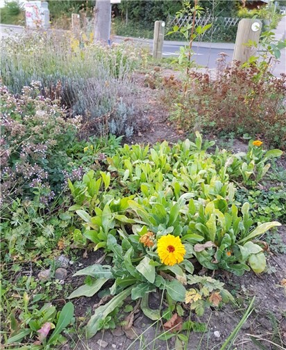 Zahlreiche Flächen von Straßenbegleitgrün können von interessierten Bürger*innen betreut werden, wenn es hierzu ein gemeindliches Konzept und eine patenschaftliche Zuordnung gäbe. Foto: privat