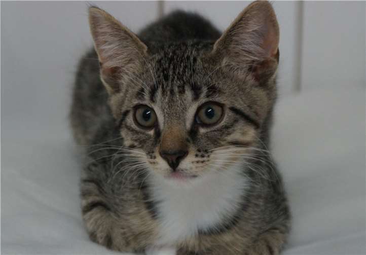 Zahlreiche Katzenkinder stehen derzeit zur Vermittlung oder freuen sich über einen Pflegeplatz bei lieben Menschen. -SOT-