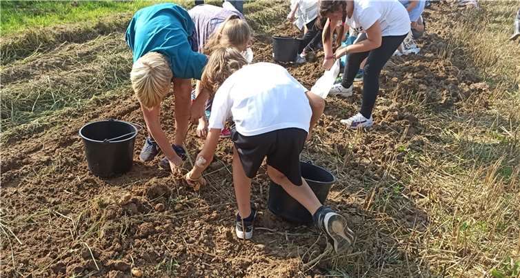 Zahlreiche Kinder aus Gimmersdorf ernteten die frischen Bio-Kartoffeln direkt auf dem Feld, um sie dann in gleich am Lagerfeuer zu garen.Foto: privat