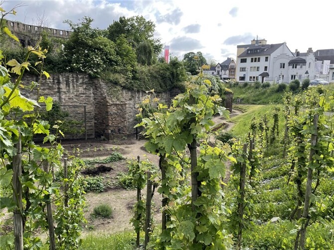 Zahlreiche Nutzpflanzen gedeihen in der „Essbaren Stadt“. Foto: ROB