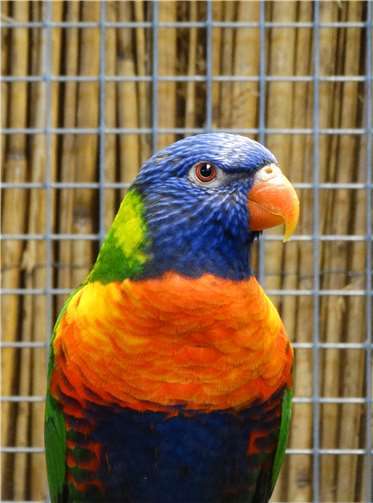 Zahlreiche Papageienarten können auf der Schau bestaunt werden.