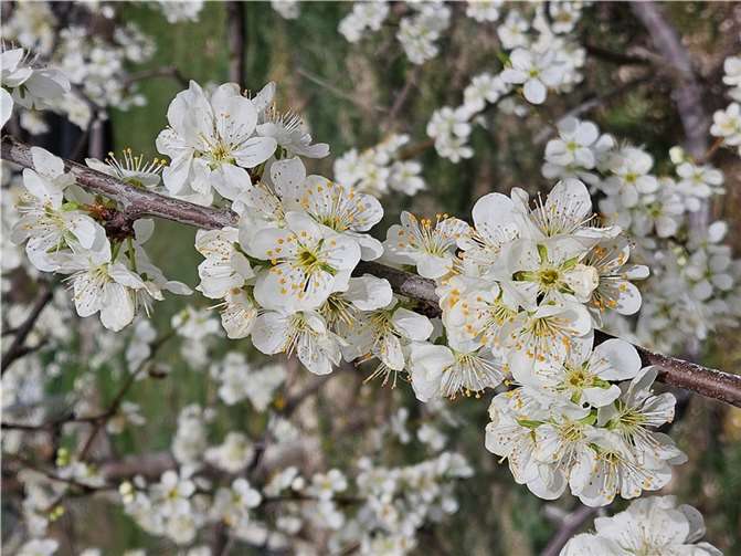 Zahlreiche der namensgebenden Blüten werden zu bestaunen sein.