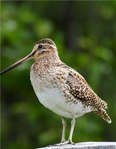 Zahlreiche seltene Tierarten haben sich dank des Bibers wieder niedergelassen. Foto: Harry Neumann/NI