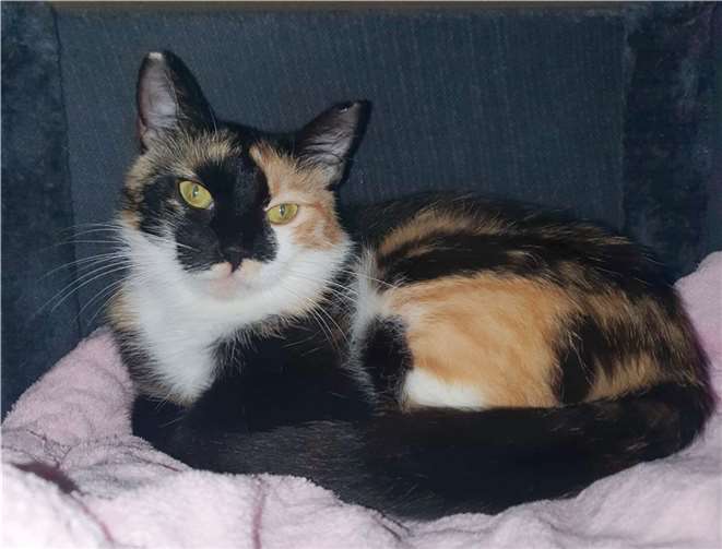 Zara. Foto: Tierheim u. Tierschutzverein Kreis Ahrweiler e.V., Claus Krah